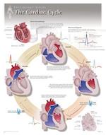 The Cardiac Cycle Wall Chart