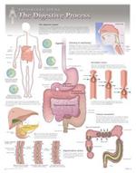 The Digestive Process Wall Chart