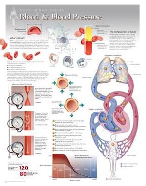 Blood & Blood Pressure Wall Chart