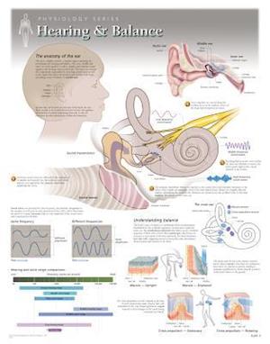 Hearing & Balance Wall Chart