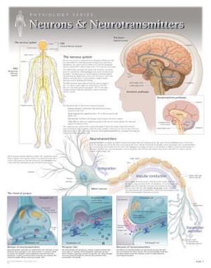 Neurons & Neurotransmitters Wall Chart