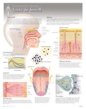 Taste & Smell Wall Chart