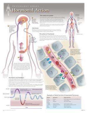 Hormonal Action Wall Chart