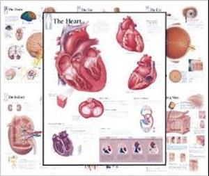 Body Organ Wall Chart Set of 7