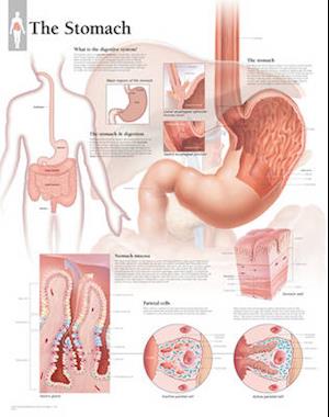 The Stomach Wall Chart
