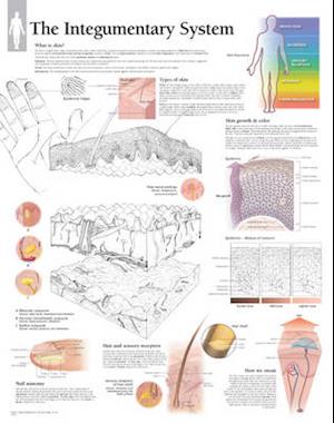 The Integumentary System Wall Chart