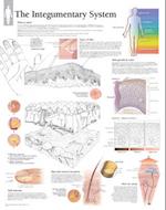 The Integumentary System Wall Chart