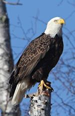 Eagle Perched Blank Journal