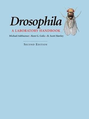 Drosophila