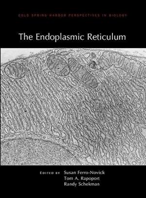 Endoplasmic Reticulum