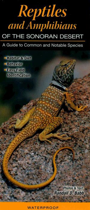 Reptiles and Amphibians of the Sonoran Desert