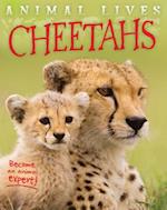 Cheetahs