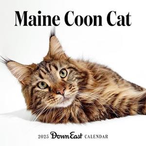 2025 Maine Coon Cat Wall Calendar