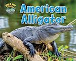 American Alligator