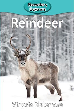 Reindeer