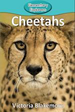 Cheetahs