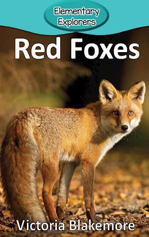 Red Foxes