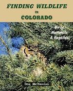 Finding Wildlife In Colorado