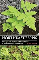 Northeast Ferns 