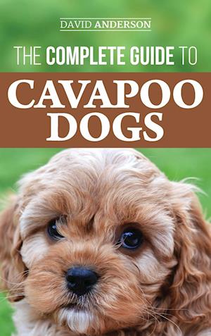 The Complete Guide to Cavapoo Dogs