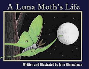 A Luna Moth's Life