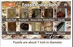 Fossil Collection