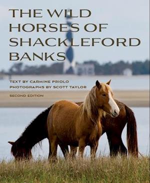 Wild Horses of Shackleford Banks