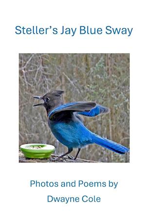 Steller's Jay Blue Sway