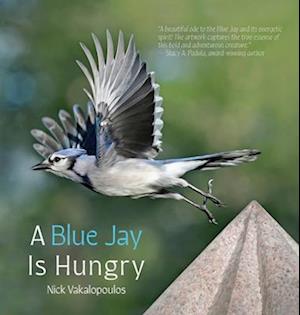 A Blue Jay is Hungry