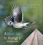 A Blue Jay is Hungry