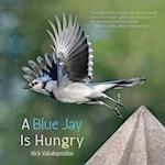 A Blue Jay is Hungry