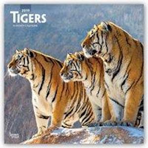 Tigers - Tiger 2019 - 18-Monatskalender