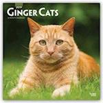 Browntrout Publishers, I: Ginger Cats 2019 Square Wall Calen