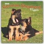 German Shepherd Puppies - Deutsche Schäferhunde - Welpen 201