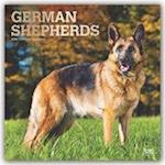 German Shepherds - Deutsche Schäferhunde 2020 - 18-Monatskal