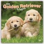 Golden Retriever Puppies - Golden Retriever-Welpen 2020 - 18-Monatskalender mit freier DogDays-App