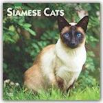 Siamese Cats - Siam-Katzen 2020 - 18-Monatskalender