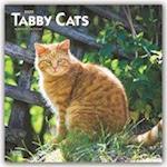 Tabby Cats - Tigerkatzen 2020 - 18-Monatskalender
