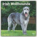 Irish Wolfhounds - Irische Wolfshunde 2020 - 18-Monatskalender mit freier DogDays-App