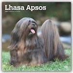 Lhasa Apsos - Lhasaterrier 2020 - 18-Monatskalender mit freier DogDays-App