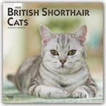 British Shorthair Cats - Britische Kurzhaarkatzen 2020 - 16-Monatskalender