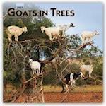Goats in Trees - Ziegen auf Bäumen 2021 - 18-Monatskalender