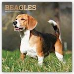 Beagles 2021 - 18-Monatskalender mit freier DogDays-App