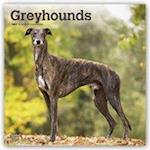 Greyhounds - Großer Englischer Windhund 2021 - 16-Monatskalender mit freier DogDays-App