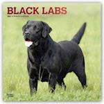 Black Labrador Retrievers - Schwarze Labradore 2021 - 18-Monatskalender mit freier DogDays-App