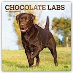 Chocolate Labrador Retrievers - Braune Labradore 2021 - 18-Monatskalender mit freier DogDays-App