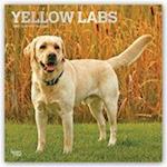 Yellow Labrador Retrievers - Weiße Labradore 2021 - 18-Monatskalender mit freier DogDays-App