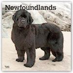 Newfoundlands - Neufundländer 2021 - 18-Monatskalender mit freier DogDays-App