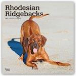 Rhodesian Ridgebacks - Afrikanischer Löwenhund 2021 - 18-Monatskalender mit freier DogDays-App