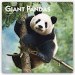 Pandas - Pandabären 2021 - 18-Monatskalender